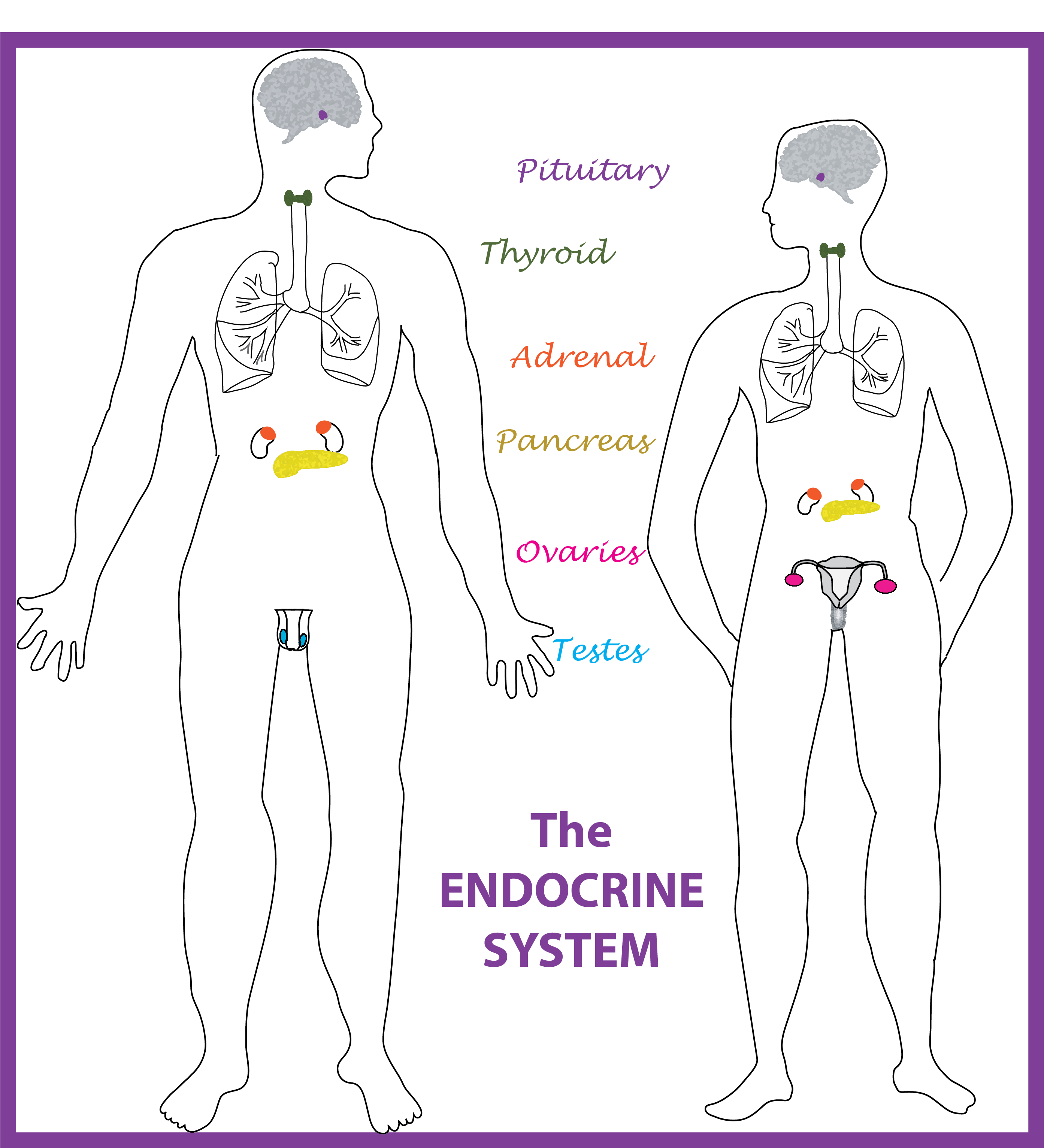 diagram endocrine glands