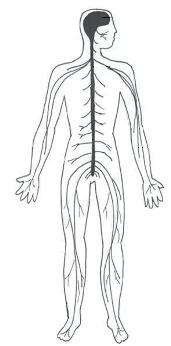 nervous systemdiagram