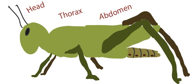 What Are The Three Body Regions Of An Insect