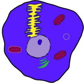 colored animal cell