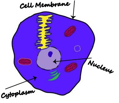 colored animal cell