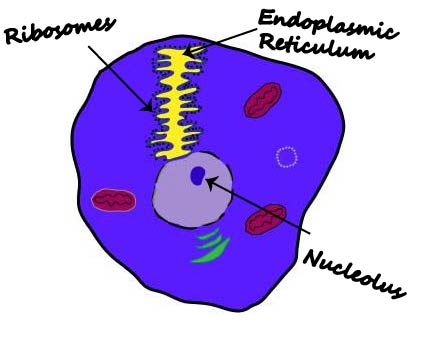 colored animal cell