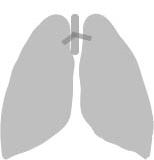 Lungs Diagram