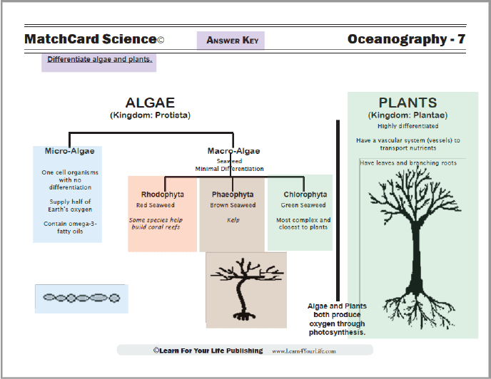 algae and plants