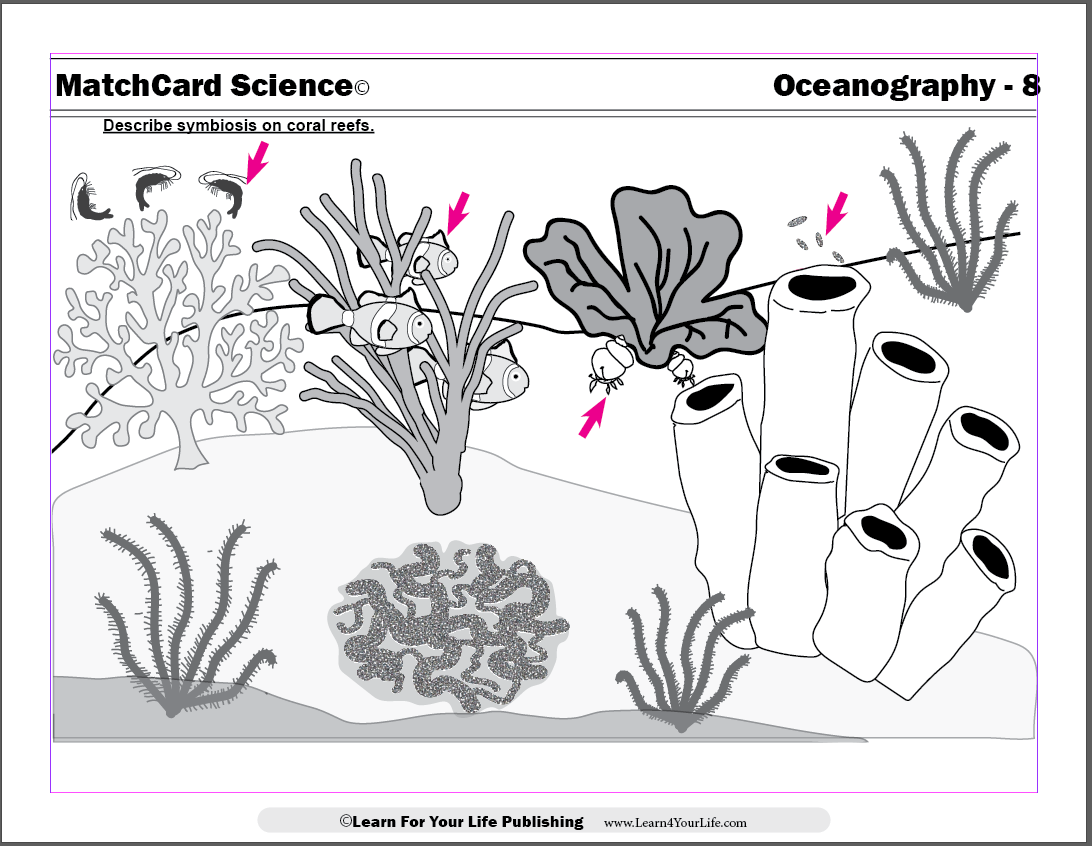 Coral Reef Lesson For Symbiotic Relationships Worksheet Good Buddies