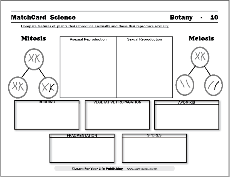 Asexual Reproduction Worksheet