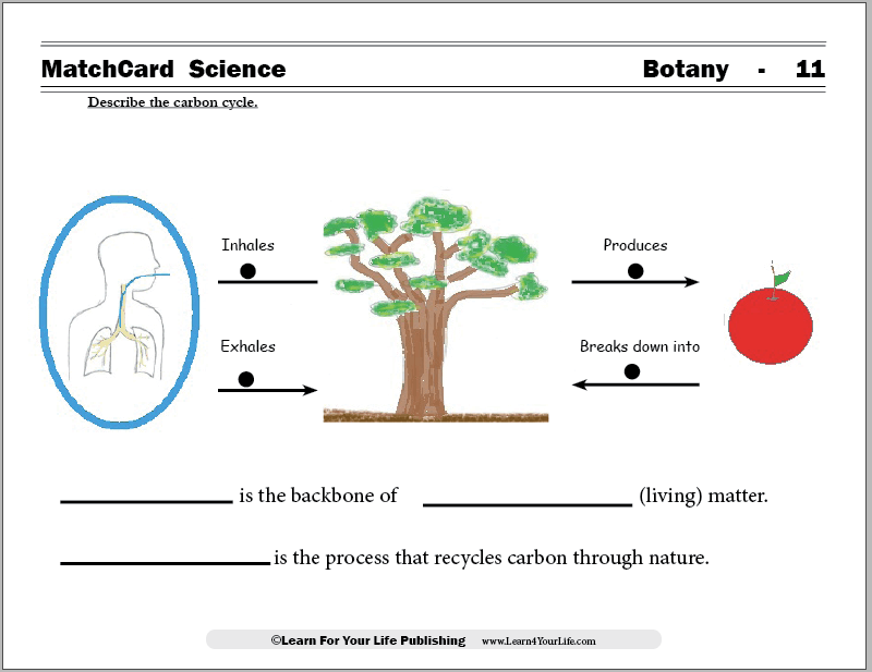 Carbon Cycle Worksheet