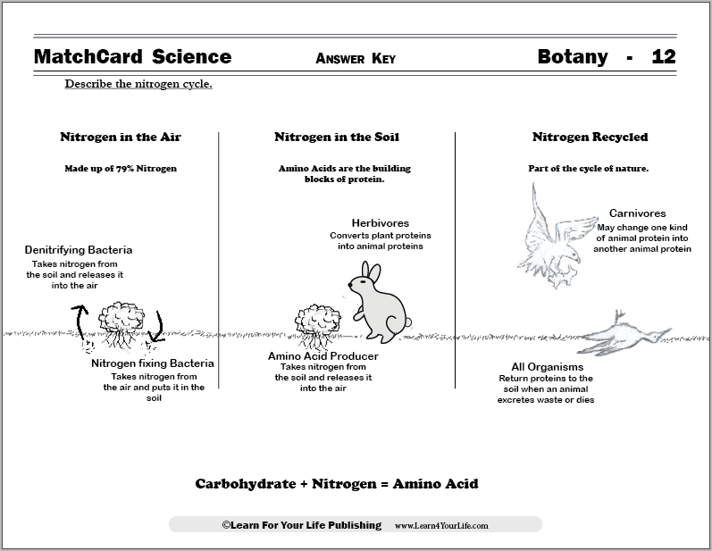 Nitrogen Cycle Worksheet