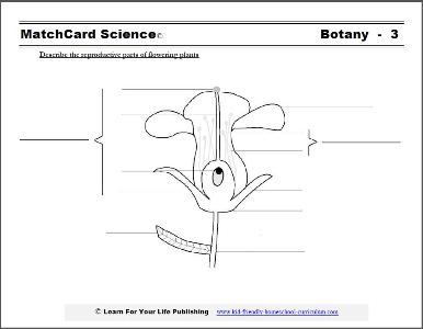 Botany Science Projects