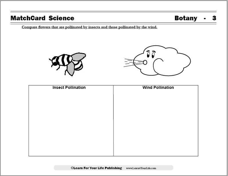 pollination of flowers worksheet