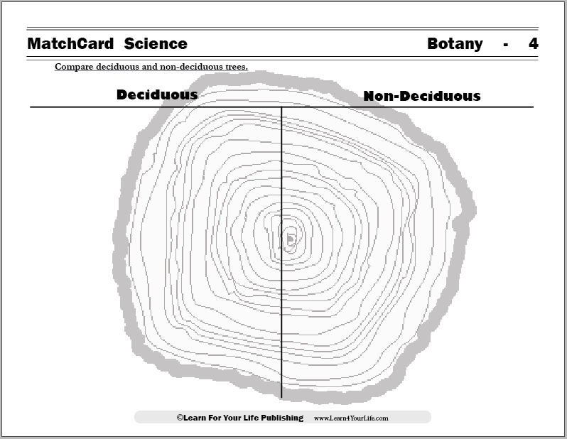 Deciduous Worksheet