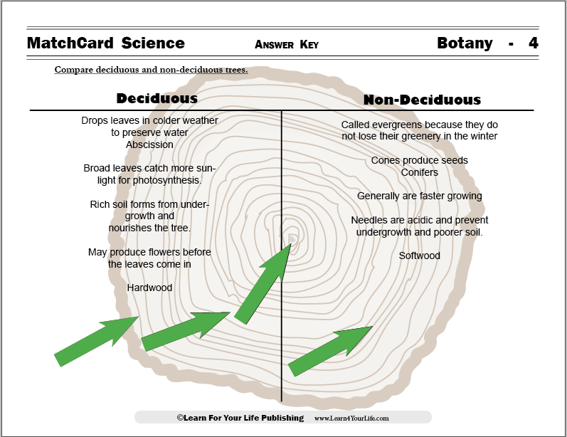 deciduous and nondeciduous worksheet