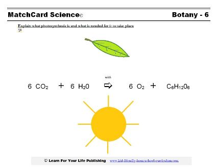 Photosynthesis worksheet