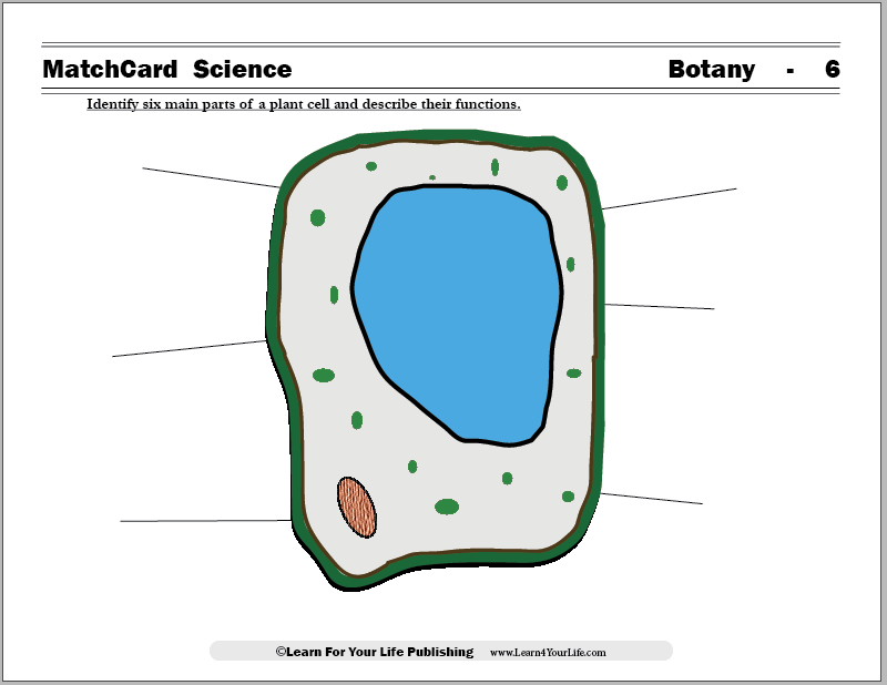 plant cell worksheet