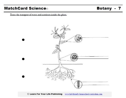 Translocation and Transpiration Worksheet