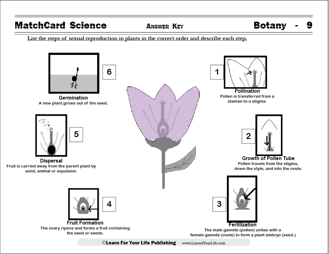 Botany Reproduction MatchCard