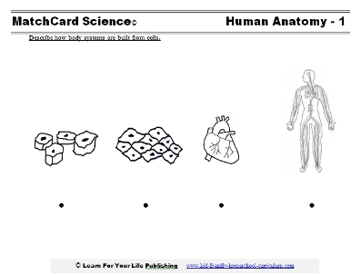 human anatomy worksheet