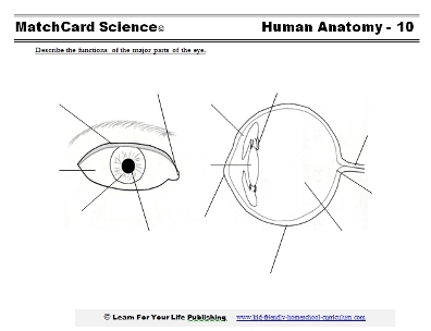 human eye worksheet