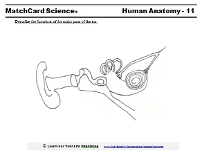 human ear worksheet
