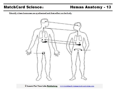 endocrine worksheet