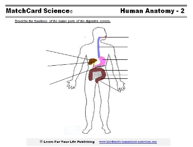 human digestion worksheet