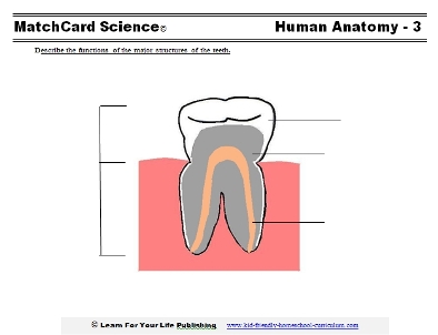 human tooth and cavity worksheet