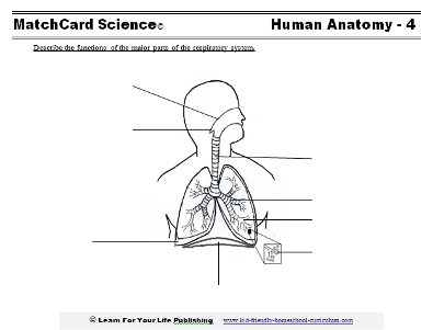 Anatomy MatchCard