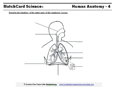 respiratory system worksheet