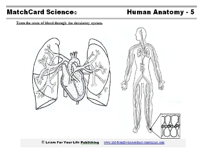 human circulation worksheet