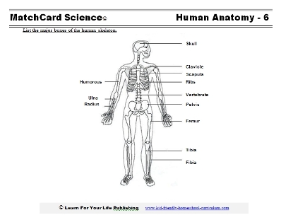 Human Skeleton Diagram