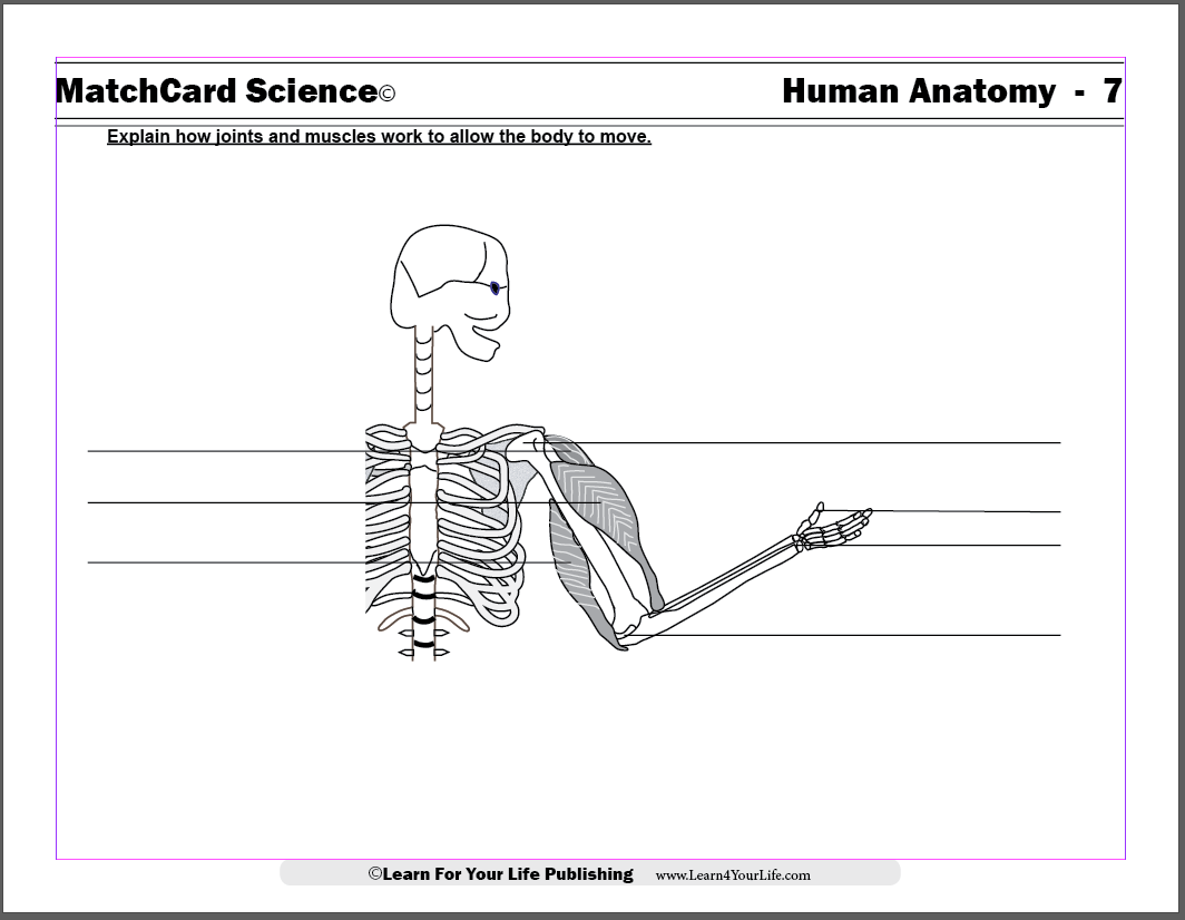 muscular system for kids with labels