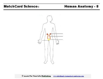 renal system worksheet