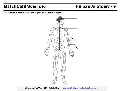 nervous system worksheet