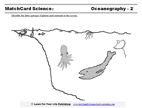 Ocean Creatures Worksheet