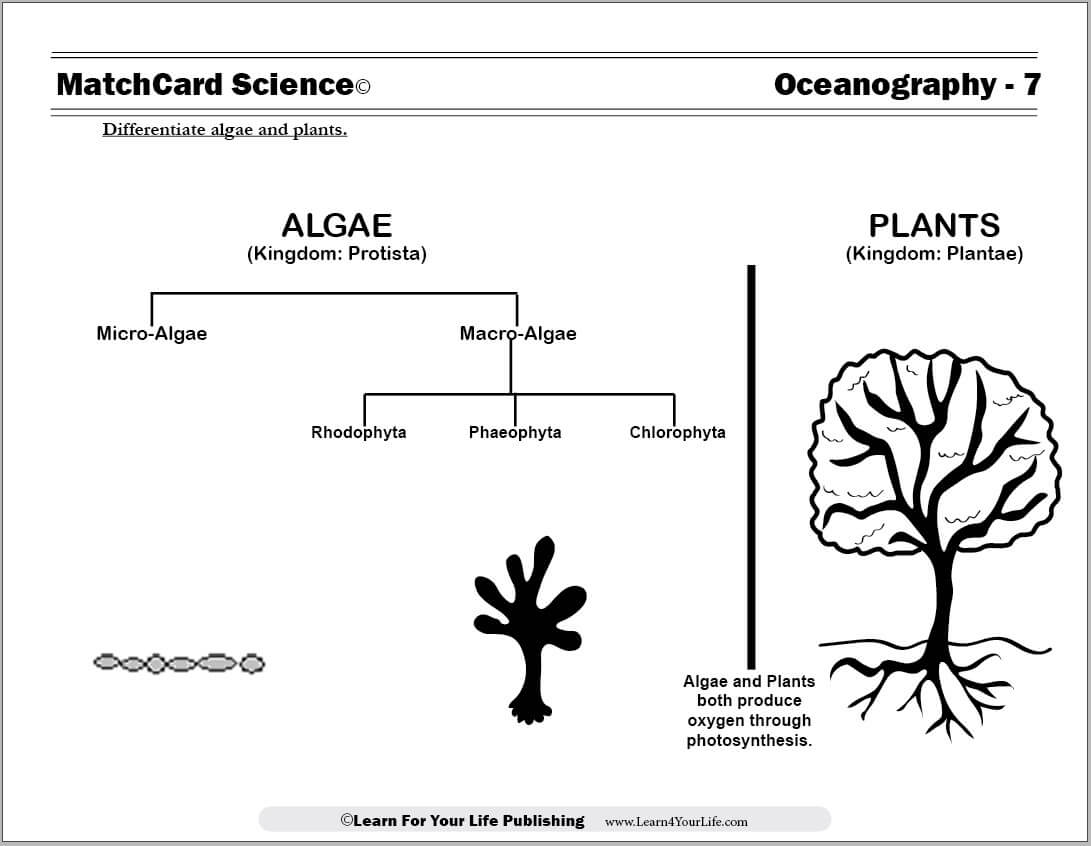 Algae and Plants Worksheet