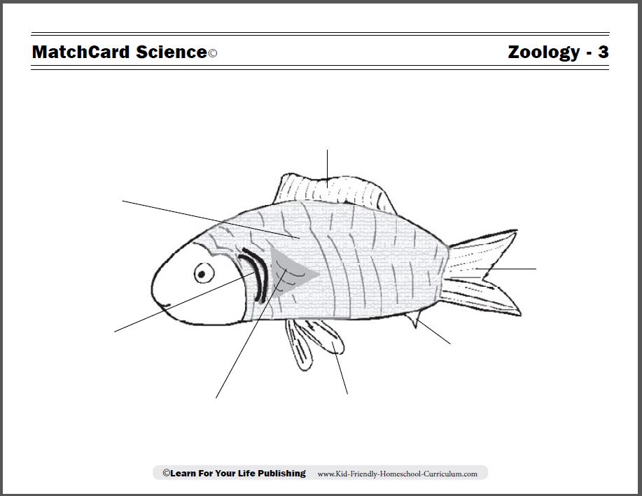 fish coloring sheet