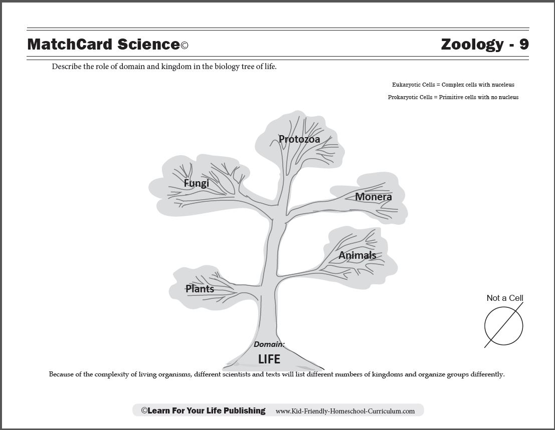 Plant Kingdom Classification Chart For Kids