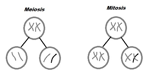 Mitosis vs Meiosis