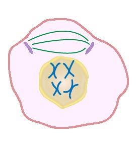 Prophase