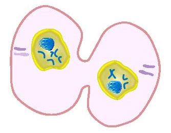 Telophase