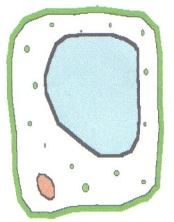 plant cell