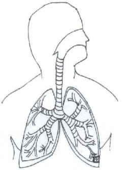 respiratory tree diagram