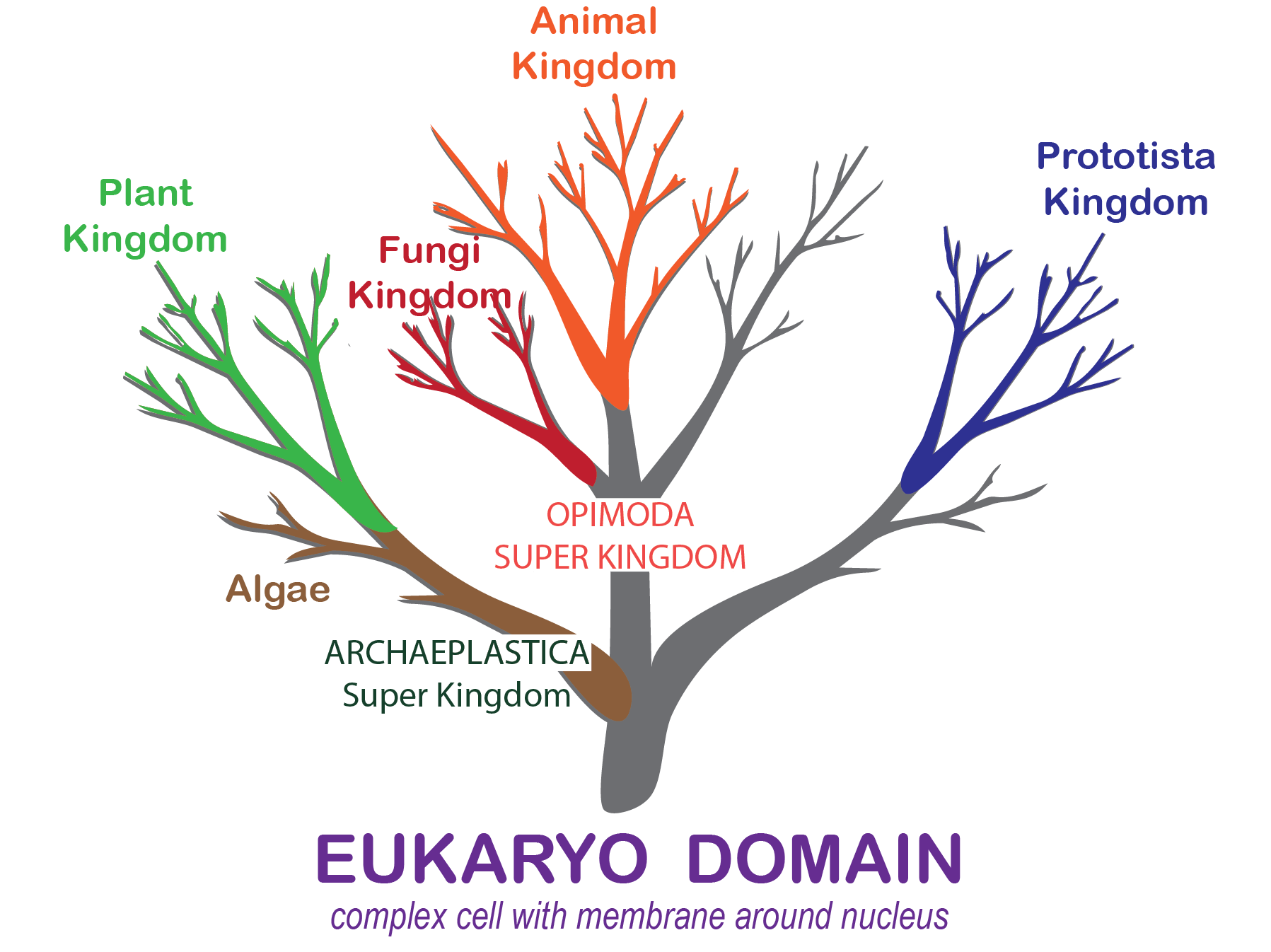 Scientific Classification of Animal Supergroup Opimoda