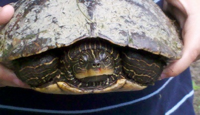 Turtle in the Shell