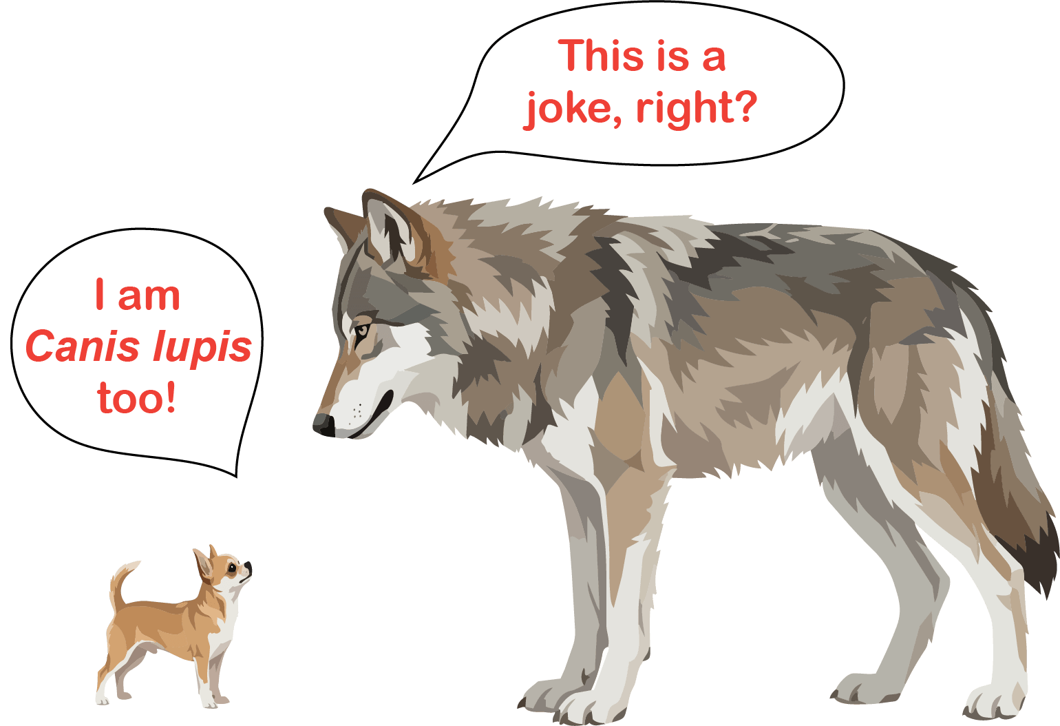 Canis Lupus wolf and chihuahua