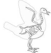 bird skeleton