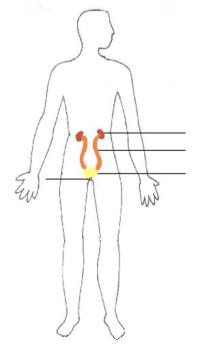 Human Renal Systems