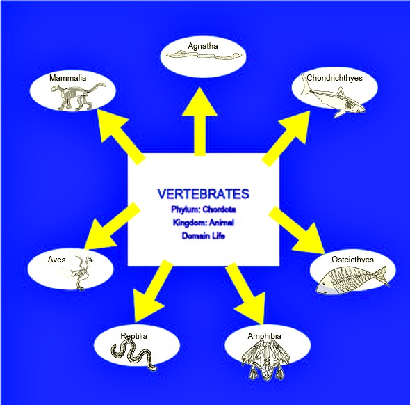 vertebrates and animal chart