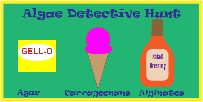 Algae Detective Hunt 
