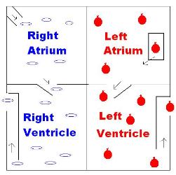 simple heart diagram